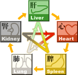 The relationships of five organ systems according to the five element theory 