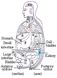 Illustration of internal organs in Chinese medicine 