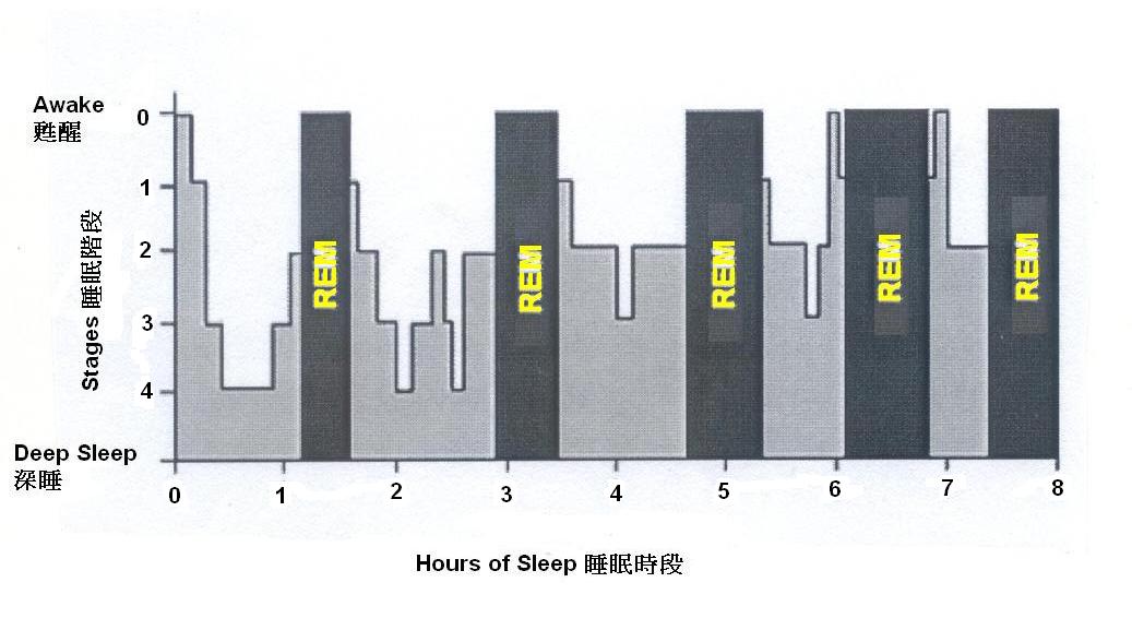 Sleeping chart of a young adult