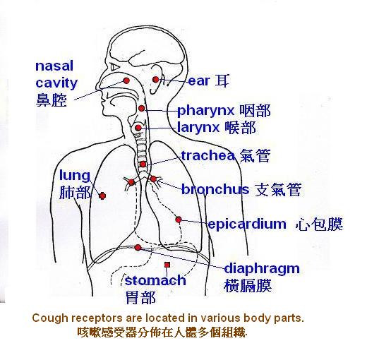 The lung system and the distribution of cough receptors.