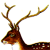Sport deer horn 