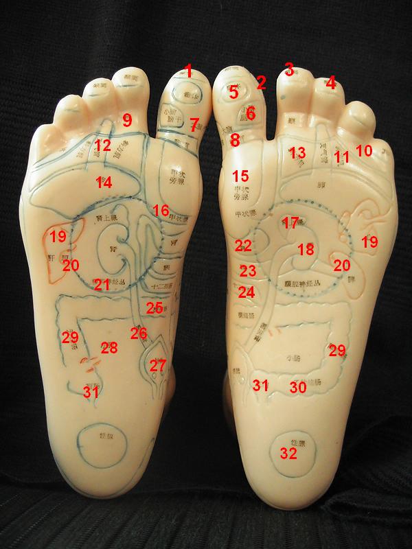 Internal organ reflexology on the soles