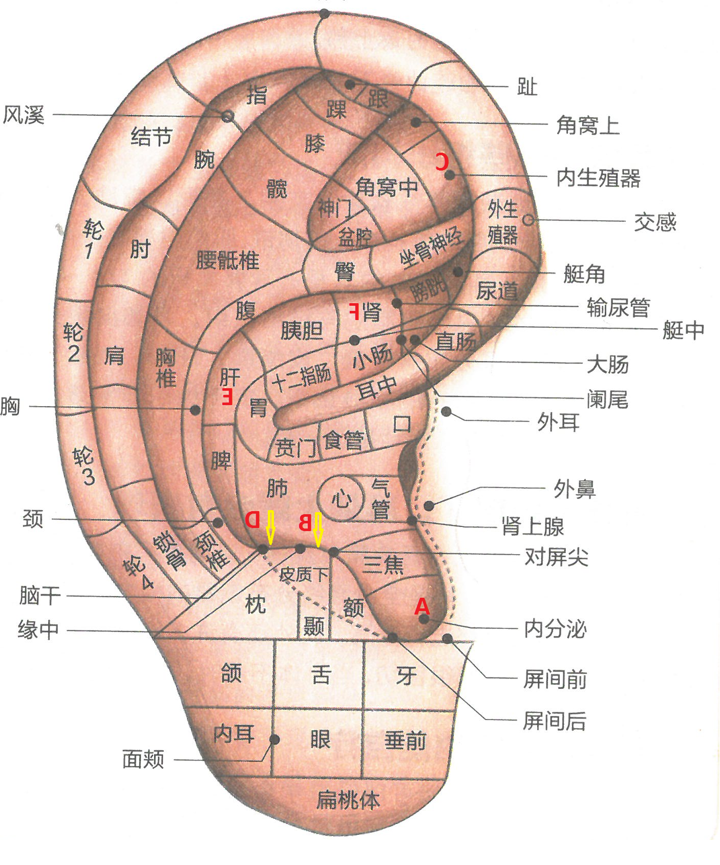 auricular points for missed periods